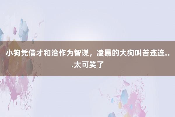 小狗凭借才和洽作为智谋，凌暴的大狗叫苦连连...太可笑了