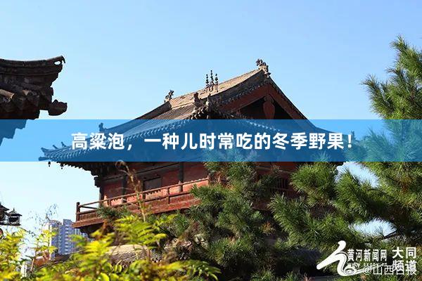 高粱泡，一种儿时常吃的冬季野果！