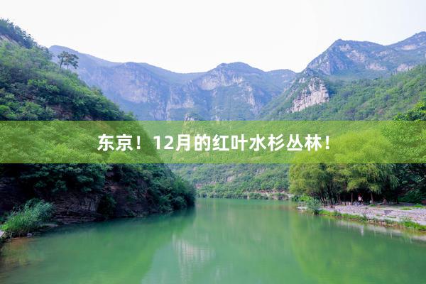 东京!12月的红叶水杉丛林!